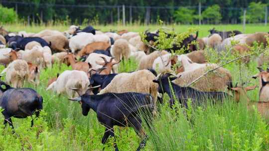 农场牧场正在吃草的羊群肥壮的山羊绵羊绿草