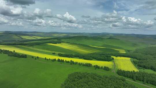 夏日小暑时节垦区田野风景