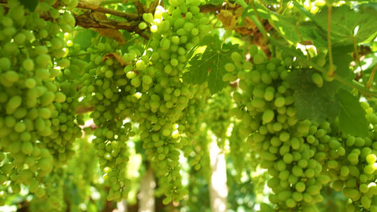 新疆吐鲁番农业农户葡萄园城市的葡萄