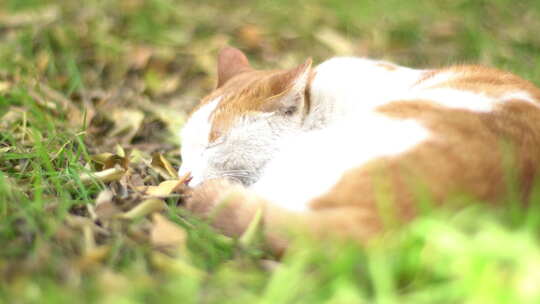 慵懒的小野猫视频素材模板下载