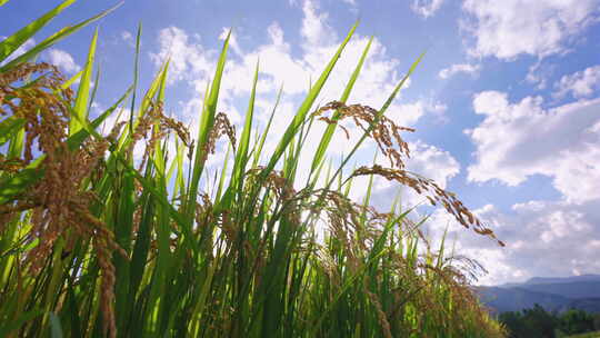 阳光的水稻 水稻生长 农业