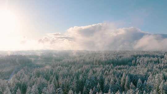 冬季冰雪森林航拍树林