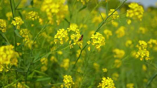 春天金黄色的油菜花与蜜蜂