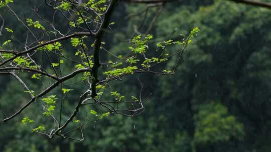 春天雨季雨滴树林树叶