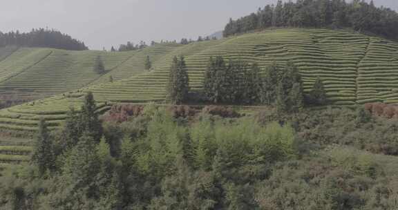 茶山 茶园 采茶