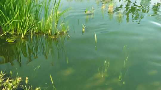 水面 池塘 草色 湖水 湖面 河面