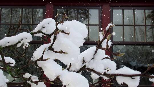 被摇晃的挂满雪的树枝视频素材模板下载