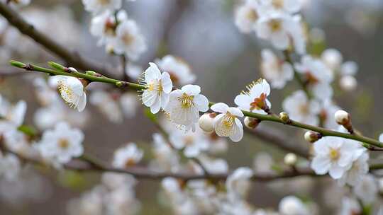 特写白梅花枝