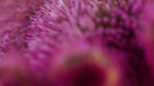 微距拍摄粉紫色花开花视频素材模板下载