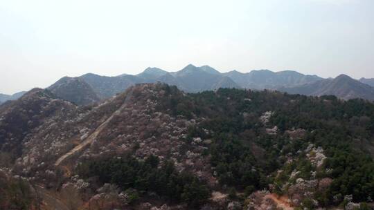 航拍北京春天山区盛开的山杏花