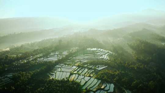 巴厘岛，水稻，稻田，种植园