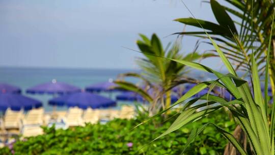 有雨伞和植被的热带海滩