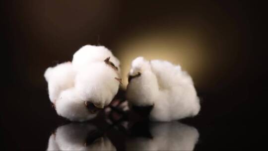 棉花植物芽