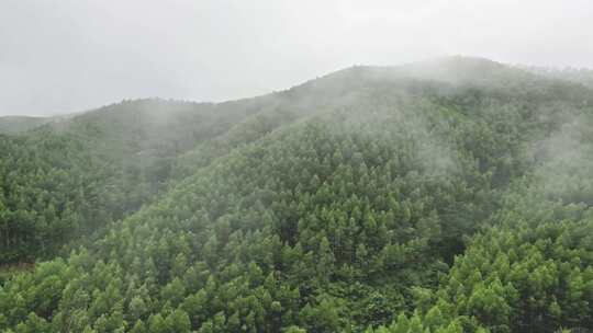 雾气笼罩的茂密山林全景