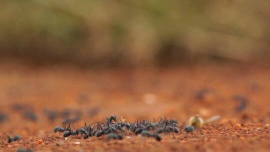 蚂蚁群4k视频