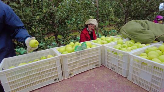 黄元帅苹果视频素材模板下载