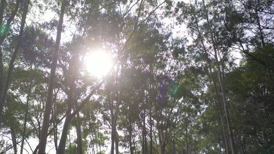树林行走仰拍树林阳光移动树林仰望森林