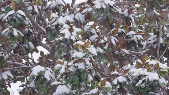 冬季下雪天树枝上的白雪