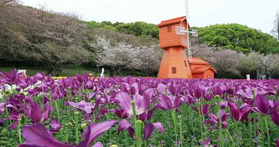 低视角拍摄唯美风车郁金香花海樱花背景