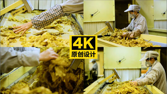 工厂工人处理烟草素材