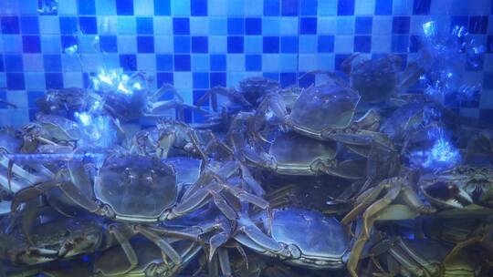 实拍生鲜海鲜螃蟹视频素材模板下载