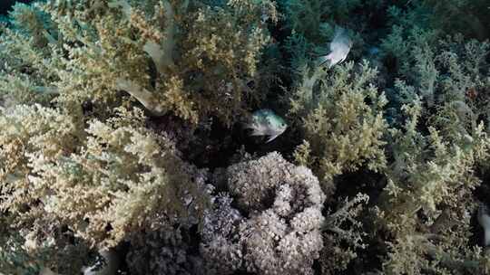 鱼类，水下，海洋生物，海洋生物