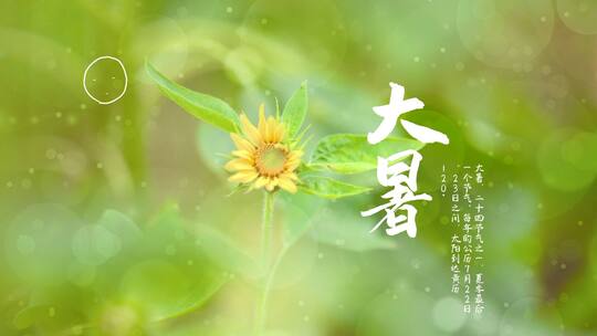 大暑节气向日葵太阳自然视频海报ae模版