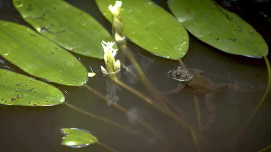 青蛙，池塘，植物，蟾蜍