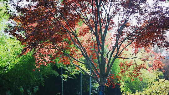 红枫树自然风光素材