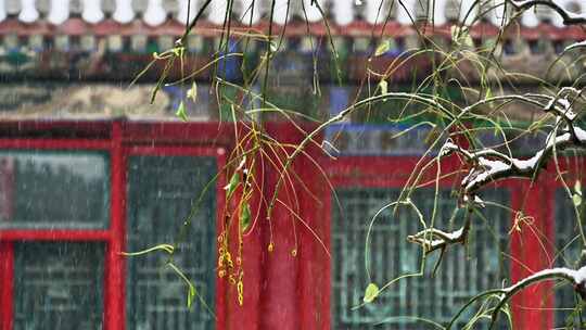 北京颐和园皇家园林大雪纷飞中式窗格