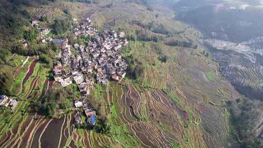 云南哈尼族元阳梯田多依树景区日出航拍实时