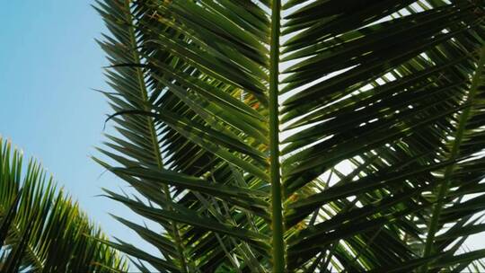 阳光透过棕榈树的叶子照耀着蓝色