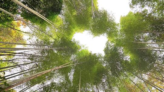 大自然风景美丽的竹海竹林竹子枝繁叶茂