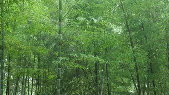 下雨天竹林景观特写，竹节挺拔竹叶繁茂