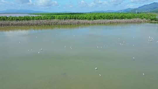 4k广东江门滨海新区银湖湾湿地红树林航拍