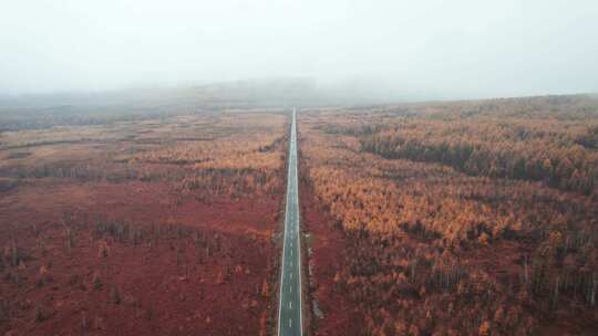呼伦贝尔森林秋天林场白桦林公路航拍