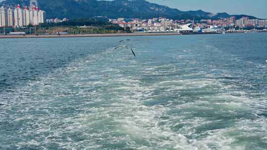 大海海鸥飞翔