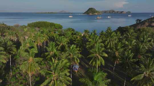 印尼东努沙登加拉热带岛屿棕榈树自然风光