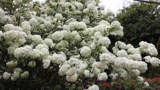 绣花花在春天的花园里盛开