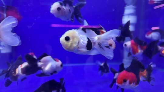 水族馆的鱼