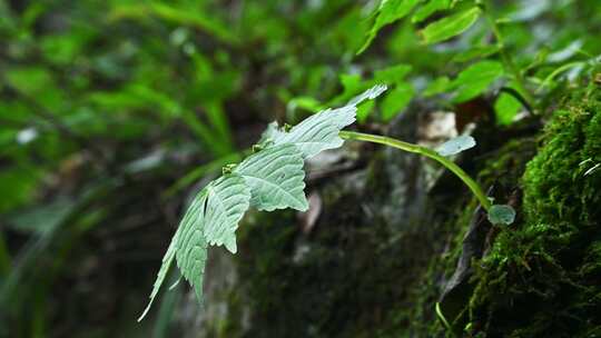 森林里绿色草本植物叶子特写