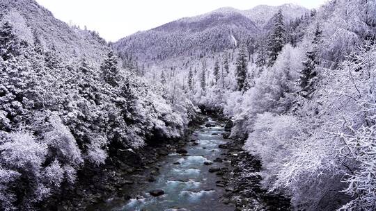 西藏林芝市巴松措景区，森林河流的雪景风光