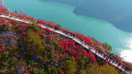 长江三峡巫峡红叶