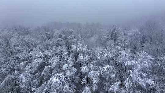 东北冬天暴雪大雪中的林海雪原