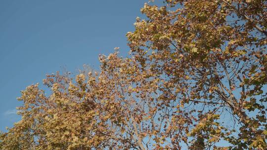 秋天来了叶子黄了树木树叶 (8)
