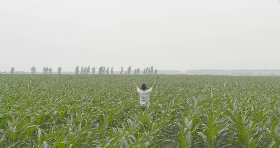 农艺师农学家张开双臂观察种植园中的玉米地