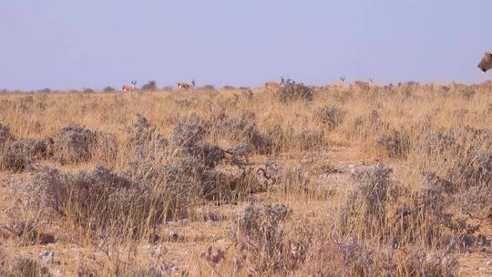 雌狮在非洲大草原上狩猎视频素材模板下载