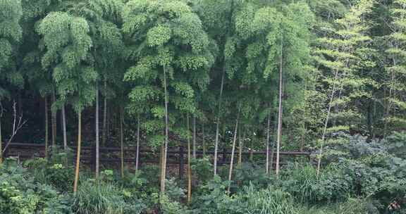 唯美绿色山林竹海竹林