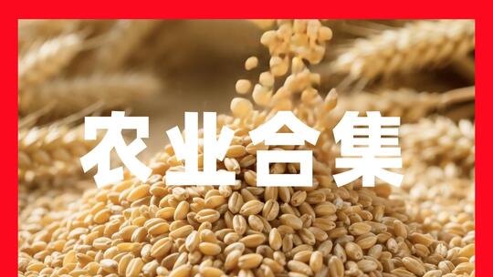 农业农村水稻小麦粮食丰收智慧农业乡村振兴