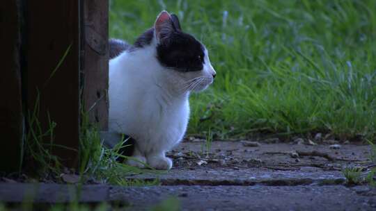 坐在大楼门边的猫